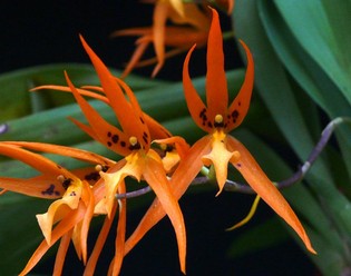 Brassada Orange Delight 'Hilo Sunrise'
