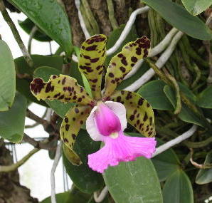 Cattleya aclandiae