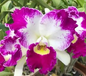 Cattleya White Spark