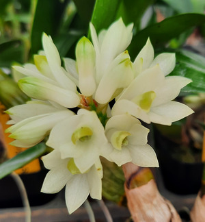 Dendrobium Hsinying Smile 'Mont Blanc'
