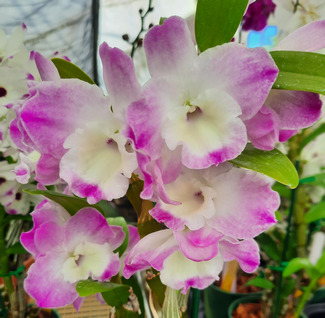 Dendrobium Super Model 'Fancy'