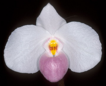Paphiopedilum delanatii